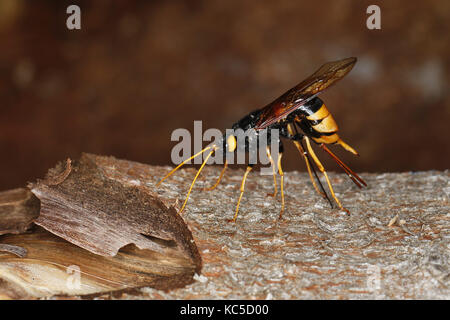 Giant Woodwasp. Uroceros gigas, female looking for site to oviposit Stock Photo