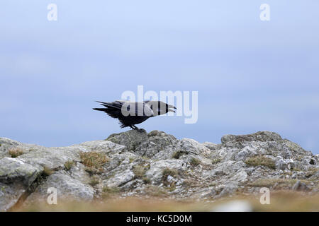 Common Raven, Corvus corax, calling Stock Photo