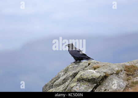 Common Raven, Corvus corax, sitting on windy crag Stock Photo