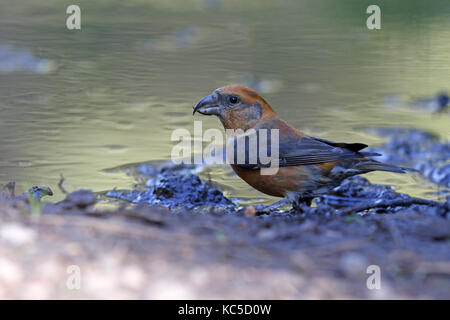 Common Crossbill, Loxia curvirostra, male at drinking pool Stock Photo