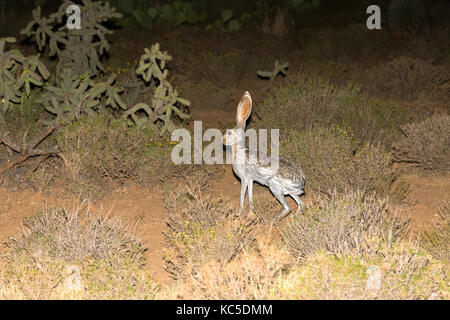 Antelope Jackrabbit  Lepus alleni Tucson, Pimal County, Arizona, United States 29 September 2017        Adult      Leporidae Stock Photo