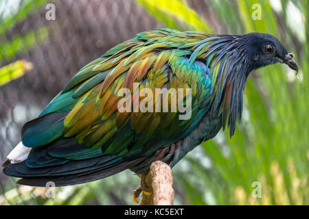 Nicobar Pigeon in captivity Stock Photo