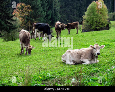 Cows pasturing and relaxing on green lush field in summertime. Stock Photo