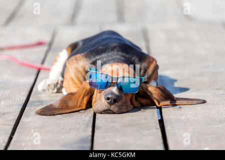 Little sweet puppy of Basset hound  with long ears lies on a wooden floor and rests - sleeps. Puppy has sunglasses and is very sweet. Growing up, play Stock Photo