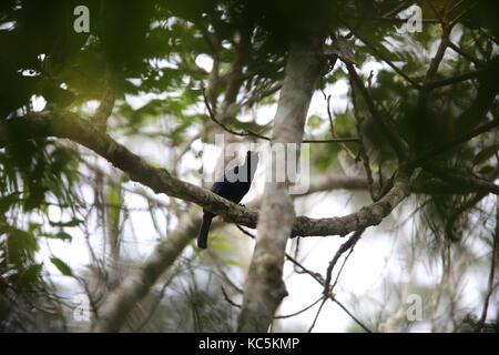Crinkle-collared manucode (Manucodia chalybata) at Varirata National ...