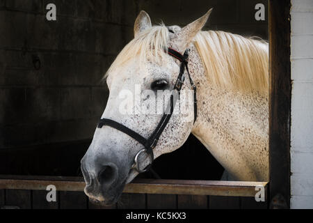 A bridled white and gray horse looking out from a stable Stock Photo