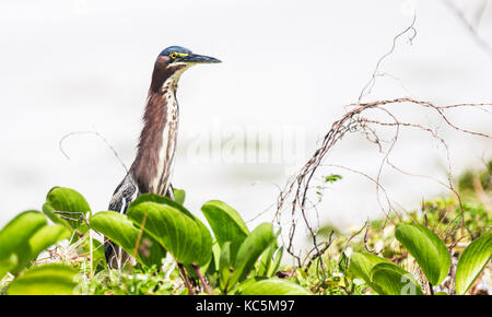 Green Heron at the Great Salt Pond, Road Town, Tortola, British Virgin Islands Stock Photo