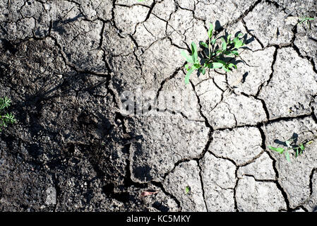 Cracked and broken dry mud dried from hot sun with textures of a flaking peeling riverbed Stock Photo