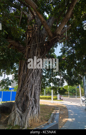 Huge exotic deciduous tree with airy roots in street Stock Photo