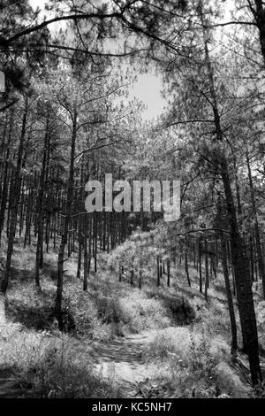 Beautiful view of walking through pine forest in Dalat, Vietnam. Black and white tone. Stock Photo