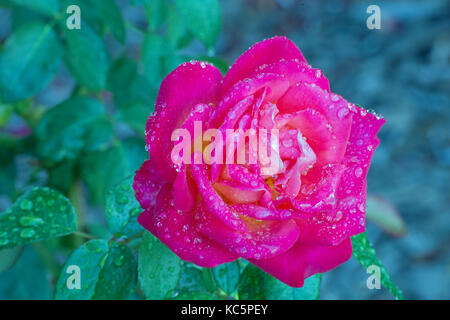 rain drops on rose Stock Photo