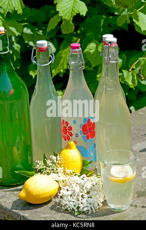 Multiple bottles of organic juice with elderflower and lemon standing among the ingredients. Stock Photo