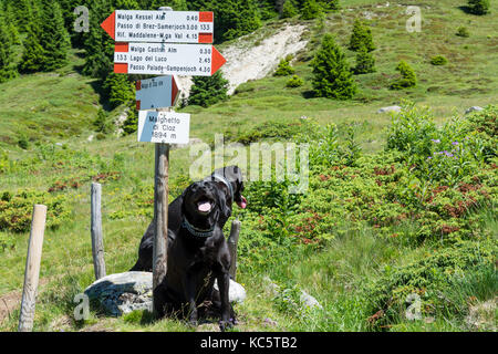 Labrador Retriever ( Canis Lupus familiaris). Couple of black Labrador retriever in the mountains in Summer time. Stock Photo
