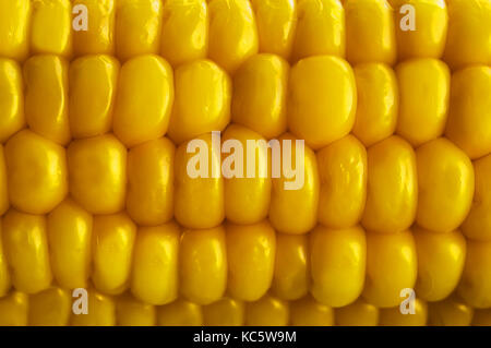 Sweet corn background. Orange boiled corn closeup macro. Stock Photo