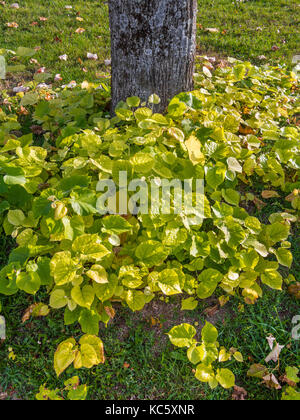 Sprouting branches from roots at base of of Lime tree - France. Stock Photo