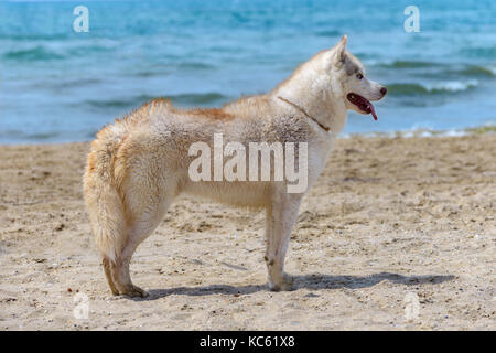 A dog of the Husky breed stands on the seashore Stock Photo