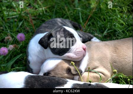 Sleeping American Bulldog puppies. Stock Photo