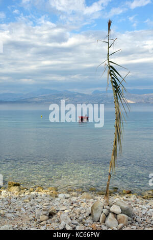 A pebbled beach in the Mediterranean Sea on the coast of Corfu near kassiopi with a bamboo cane erected on the beach next to the clear water and stone Stock Photo