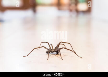 common house spider on a smooth tile floor seen from ground level in a kitchen in a residential home Stock Photo