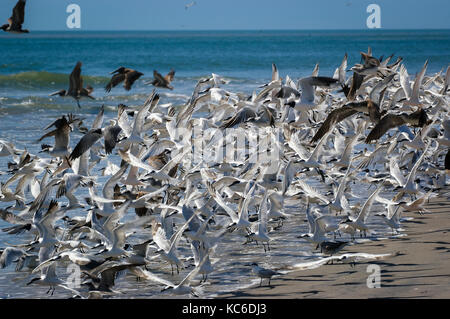 Large flock of sea birds with many seagulls close top each other in flight on the Pacific Ocean Coast line in Panama - BIF Stock Photo