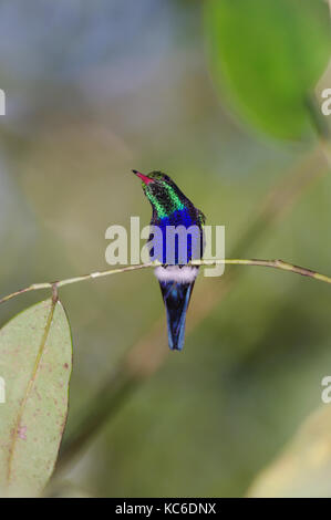 Violet Bellied Hummingbird images taken in the rain forest of Panama Stock Photo