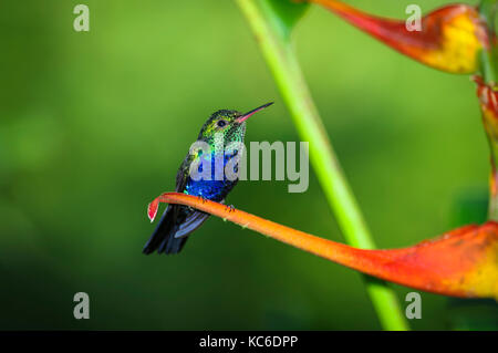 Violet Bellied Hummingbird images taken in the rain forest of Panama Stock Photo