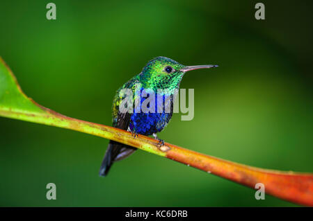 Violet Bellied Hummingbird images taken in the rain forest of Panama Stock Photo