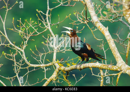 Chestnut-headed oropendola big bird on a tree branch Stock Photo