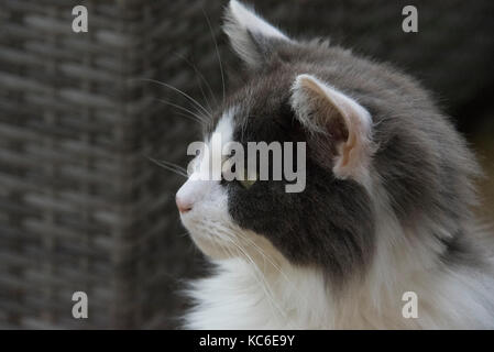 Archie the Fluffy cat Stock Photo