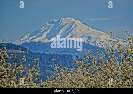 Photograph that has painting like qualities of Mount Adams in Washington State.  A cherry orchard is in the foreground. Stock Photo