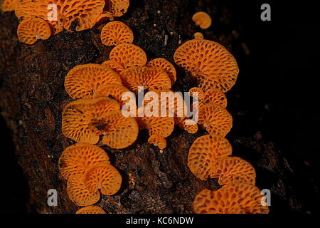 New Zealand fungi Stock Photo