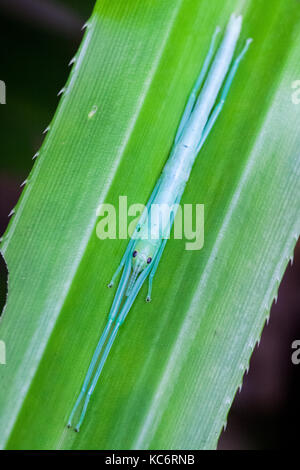 Peppermint Stick Insect (Megacrania batesii). Juvenile on Benstonea monticola. Cow Bay. Daintree National Park. Queensland. Australia. Stock Photo