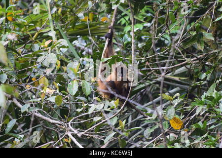 Geoffroy's Spider Monkey, Ateles geoffroyi, Tortuguero NP, Costa Rica Stock Photo