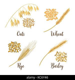 Wheat, barley, oat and rye. Cereals 3d icon vector set. Four cereals grains and ears Stock Vector
