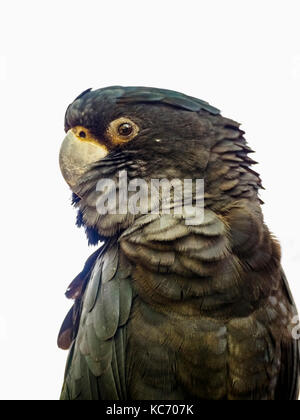 Portrait of Red-tailed black cockatoo (Calyptorhynchus banksii) Stock Photo