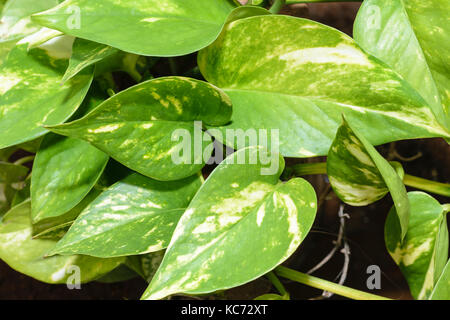 Devil's ivy or money plant (Epipremnum aureum) Stock Photo