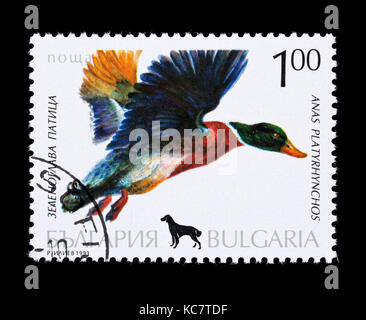 Postage stamp from Bulgaria depicting a male mallard in flight (Anas platyrhynchos) Stock Photo