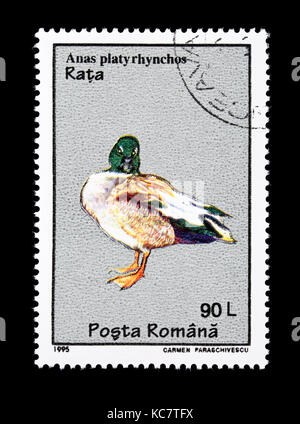 Postage stamp from Romania depicting a mallard (Anas platyrhynchos) Stock Photo