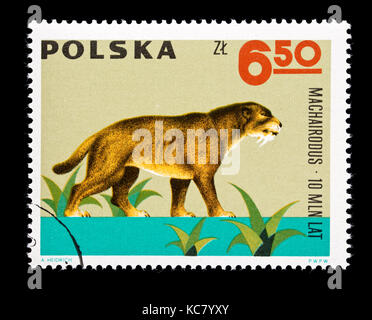 Postage stamp from Poland depicting machairodus Stock Photo