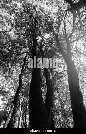 A view from below of some tall trees in spring against the sun Stock Photo