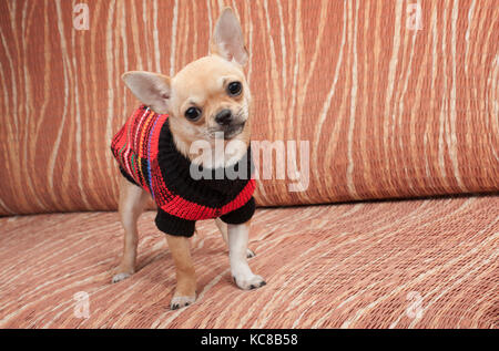 Cinnamon Chihuahua puppy dressed with pullover standing on sofa, 4 months old female. Stock Photo