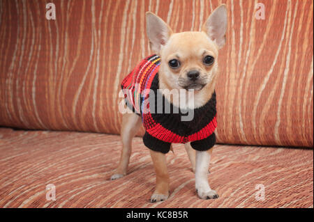 Cinnamon Chihuahua puppy dressed with pullover standing on sofa, 4 months old female. Stock Photo