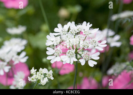 Orlaya grandiflora flowers. Stock Photo