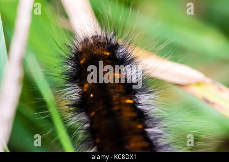 Nice black, hairy caterpillar of butterfly European peacock creeping in grass. Macrophotography with shallow depth of field, natural lighting. Stock Photo