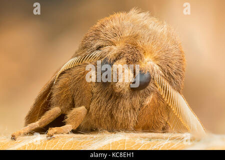 Drinker moth, Euthrix potatoria, Monmouthshire, July. Focus-stacked image. Stock Photo