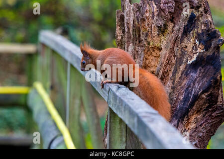 Hide, Bird, Adgeston, Isle of Wight 'Squirrel, European Red, (Sciuridae)', Alverstone, Bird watching, 'isle of wight', nature, Isle of Wight, England, UK', Alverstone Mead,acrobat,animal,arboreal,brave,bravery,bright, Stock Photo