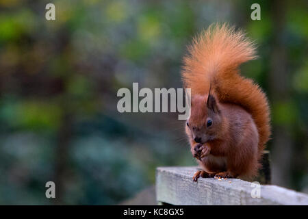 Hide, Bird, Adgeston, Isle of Wight 'Squirrel, European Red, (Sciuridae)', Alverstone, Bird watching, 'isle of wight', nature, Isle of Wight, England, UK', Alverstone Mead,acrobat,animal,arboreal,brave,bravery,bright, Stock Photo