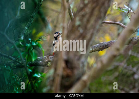 fleeting Glimpse of woodpecker through the trees Hide, Bird, Adgeston, Isle of Wight Greater Spotted Woodpecker Stock Photo