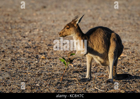 Western Grey Kangaroo feeding on the last green in a bone dry plain. Stock Photo