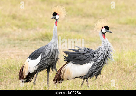 A pair of Grey Crowned Crane was foraging at Amboseli National Park, Kenya. Grey Crowned Crane is the national bird of Uganda. Stock Photo